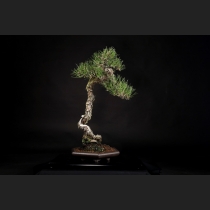 黒松  約80年
