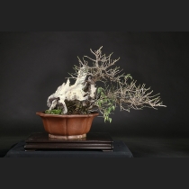 野梅（白花一重咲）約100年
