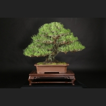 三河黒松　約70年