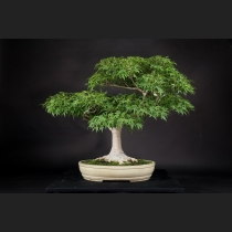 山モミジ  約70年