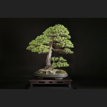 五葉松  約100年