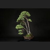 五葉松  約150年