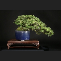長寿梅  約70年