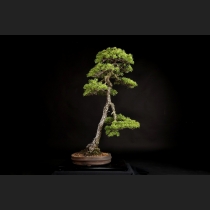 五葉松  約100年