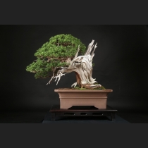 真柏  約200年
