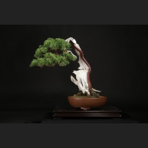 真柏  約150年