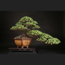 五葉松  約80年