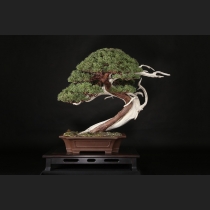 真柏  約120年