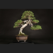 真柏  約100年