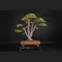 五葉松（那須娘）約80年