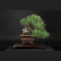 黒松  約70年