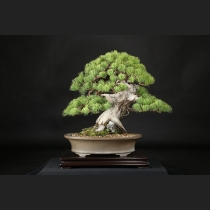 五葉松  約150年