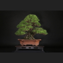 黒松  約120年