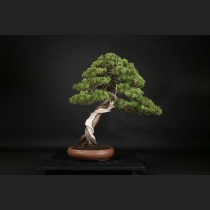 真柏  約150年
