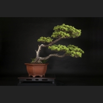 五葉松  約100年