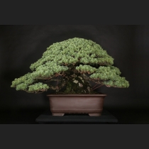 五葉松  約150年