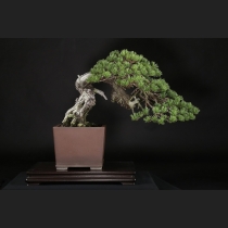 五葉松  約150年