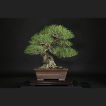 黒松  約100年