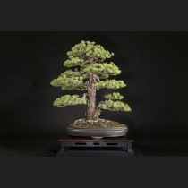 五葉松  約100年