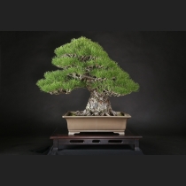 黒松  約80年