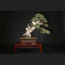 杜松  約150年