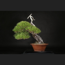 赤松  約120年