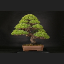 赤松  約120年