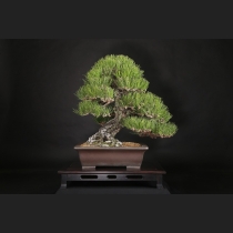 黒松  約80年