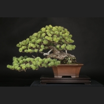 五葉松  約120年