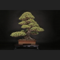 五葉松  約100年