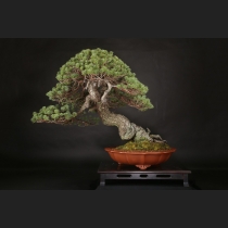 五葉松  約150年