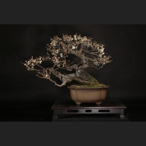 野梅（白花一重咲）約100年