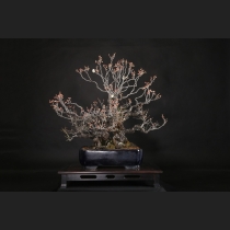 野梅（一重白花）約100年