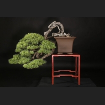 五葉松  約100年