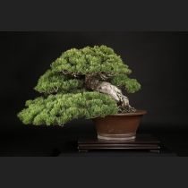 五葉松  約100年