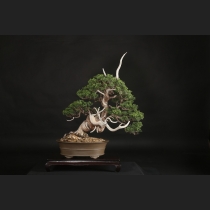 真柏  約50年