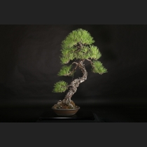 黒松  約80年