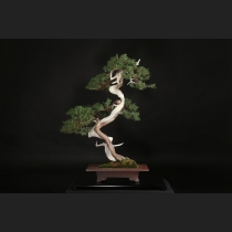 真柏  約120年