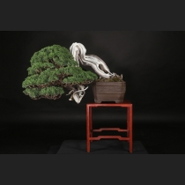 真柏  約200年
