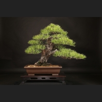 黒松  約100年