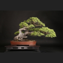 五葉松  約120年