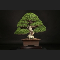 真柏  約60年