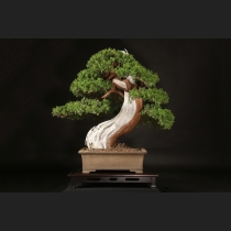 真柏  約250年