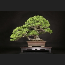 五葉松  約120年