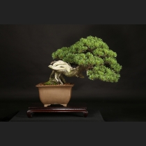 五葉松  約100年