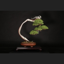 真柏  約100年