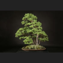 五葉松  約100年