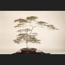 紅枝垂れもみじ  約35年