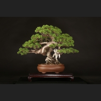 真柏  約45年