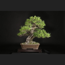 三河黒松  約80年